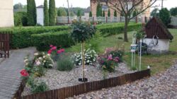 SONY DSC rodzaje róż ogrodowych