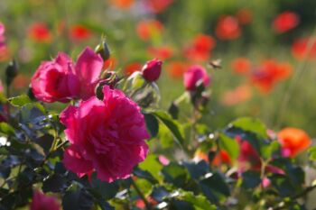 rosarium róża różowa