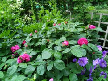 rose de resht róże damasceńskie