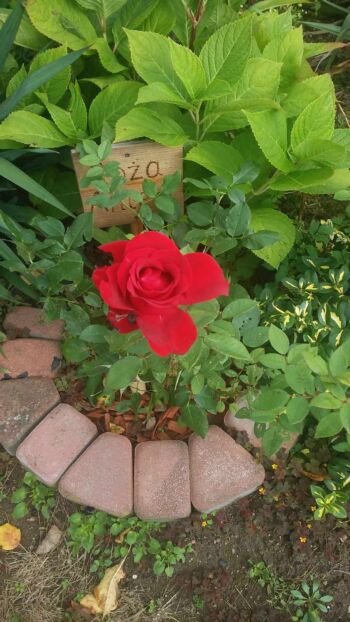 róża ciemnoczerwona wielkokwiatowa