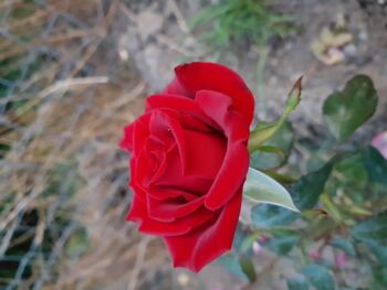 róża czerwona barkarole