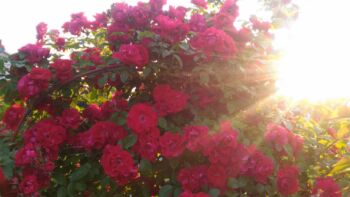 róża czerwona pnąca