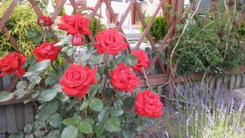 róża czerwona ceglasta