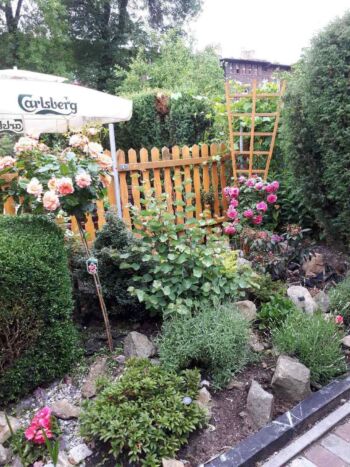 róża ogrodowa pielęgnacja