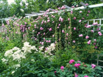 róża parkowa odmiany