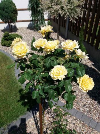 róża pienna amber queen