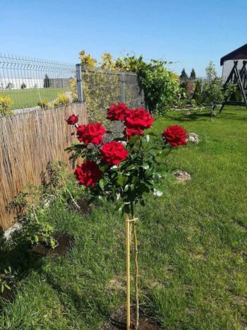 róża pienna czerwona