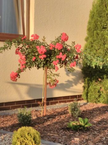 róża pienna scarlet meillandecor