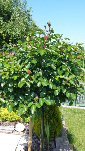 róża pienna w ogrodzie