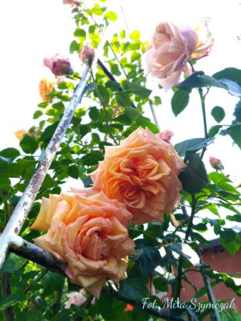 róża pnąca barock