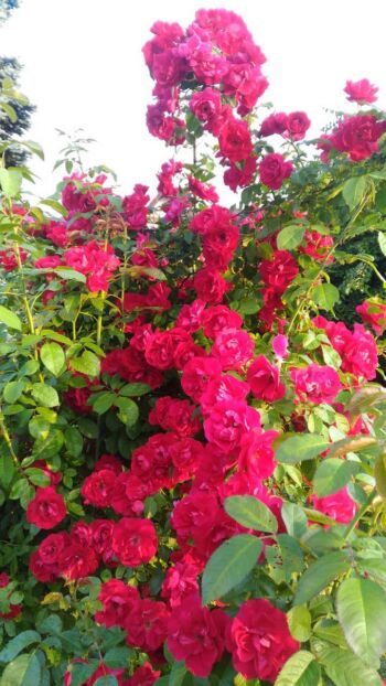 róża pnąca czerwona