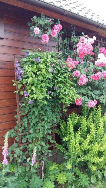 róża pnąca rhapsody in blue oraz rosarium