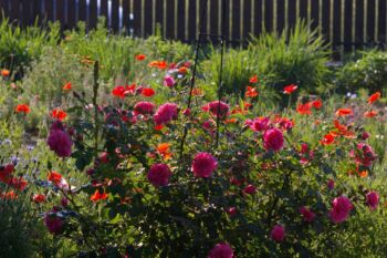 róża pnąca rosarium