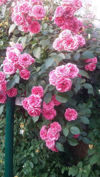 róża pnąca różowa