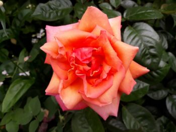 róża pomarańczowa