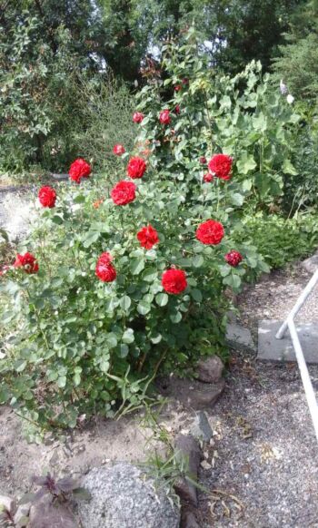 róża rabatowa czerwona