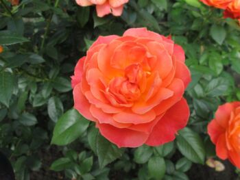 róża rabatowa fellowship