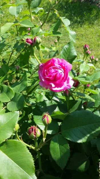 róża rabatowa leonardo da vinci