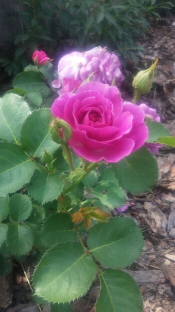 róża rabatowa minerva