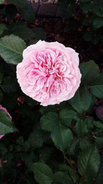 róża różowa wielkokwiatowa