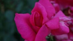 SONY DSC róża różowa wielkokwiatowa