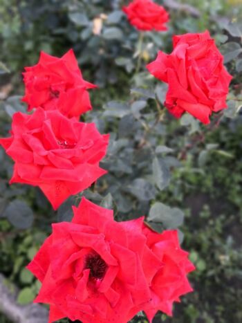 róża super star wielkokwiatowa