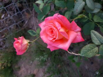 róża wielkokwiatowa różowa