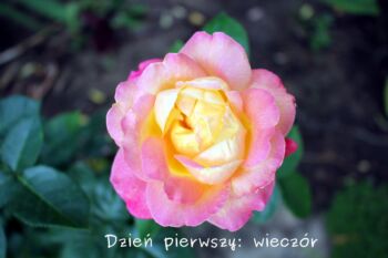 róża wielkokwiatowa