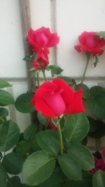 róża wielkokwiatowa