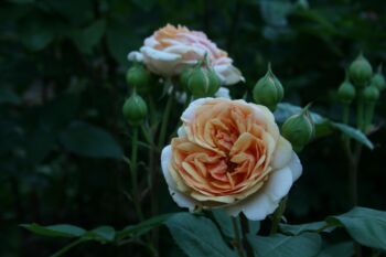 róża wielkokwiatowa