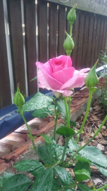 róża wielkokwiatowa