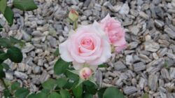 SONY DSC róża wielkokwiatowa