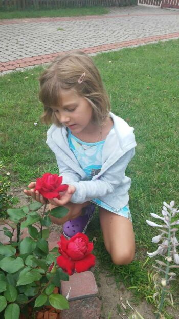 róża wielkokwiatowa bordowa