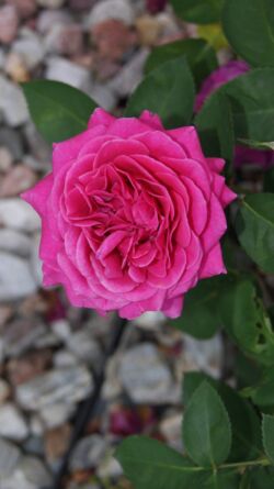 SONY DSC róża wielkokwiatowa malinowo różowa