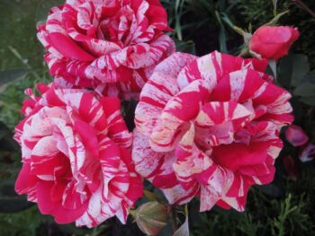 róża wielkokwiatowa papageno