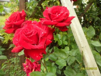 róża wielkokwiatowa poulman