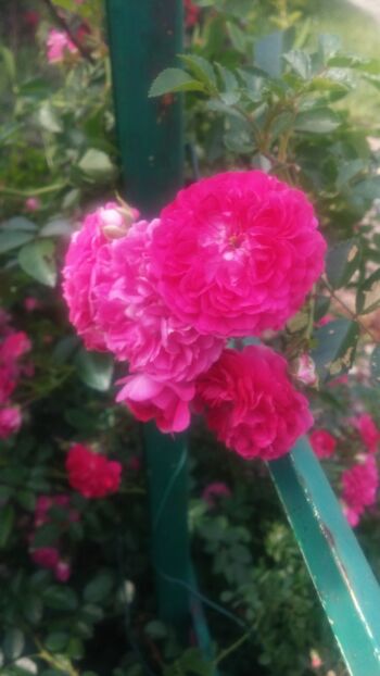 róża wielkokwiatowa różowa