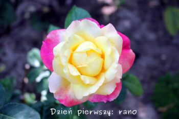 róża wielkokwiatowa wielobarwna