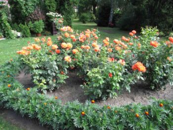 różana rabata fellowship