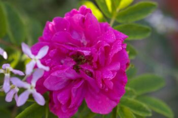 róże krzaczaste hansa rosa rugosa