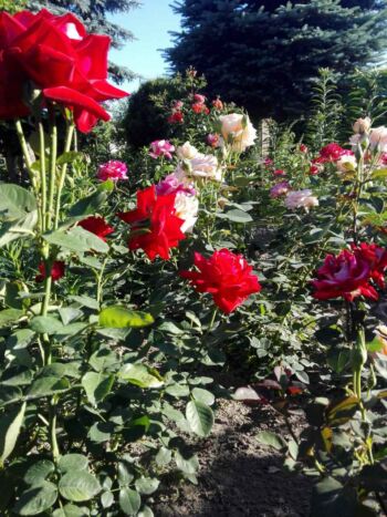 róże kwiaty ogrodowe