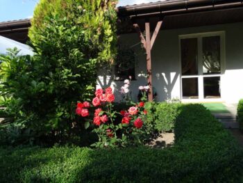 róże kwiaty ogrodowe