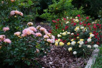 róże miniaturowe odmiany