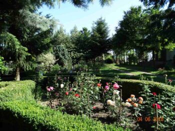 róże ogrodowe odmiany