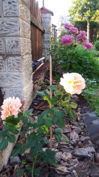 róże ogrodowe pielęgnacja