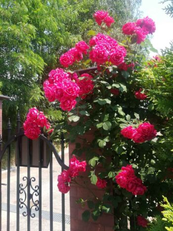 róże pnące pauls scarlet climber