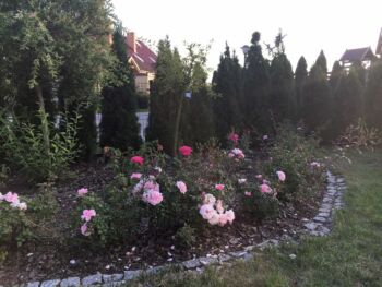 róże rabatowe
