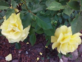 róże rabatowe frezja