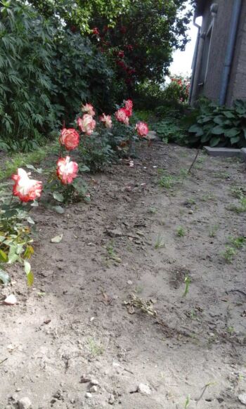 róże rabatowe wielkokwiatowe