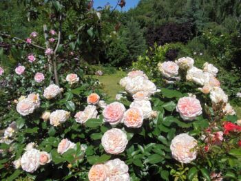 róże wielkokwiatowe